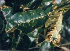 Citrus Scab Scabs or warts on leaves Conical growth/depression on leaves Pale to dark corky, scab like growth Lemmon,