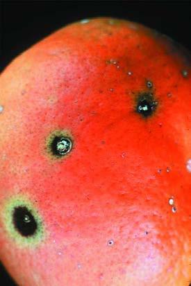 Alternaria Sunken lesions on Dancy and Minneola can cause fruit drop