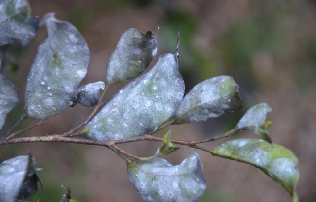 Damage Bondar s Nesting Whitefly Top of leaves Bottom of