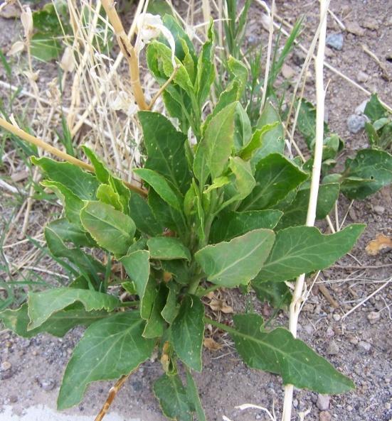 Perennial pepperweed Lepidium latifolium Brassicaceae (Mustard Family) Perennial Grows a rosette