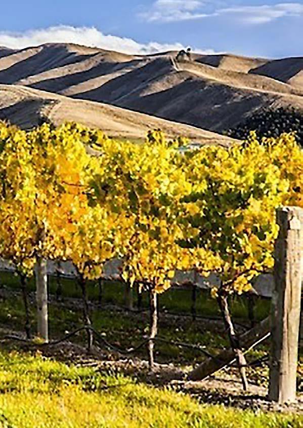 LAWSON S DRY HILLS Marlborough, New Zealand The dedicated bunch of people that make up our small team at Lawson s Dry Hills are very hands on, living and breathing every part of the viticultural and