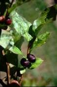 a hedge  huckleberries ) Vaccinium