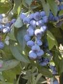 Rabbiteye Blueberries (V.