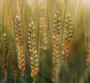 $5 million for the Barley Agricultural Coordinated Agricultural Project (Barley CAP; 30 scientists from 19 institutions, genomic research; 2006-2010) Barley CAP led to award of NIFA competitive grant