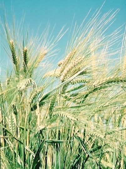 AMBA works with the National Barley Growers Association (NBGA) and state organizations lobbying Congress and USDA to put barley on an equal basis with other crops so that barley growers respond to