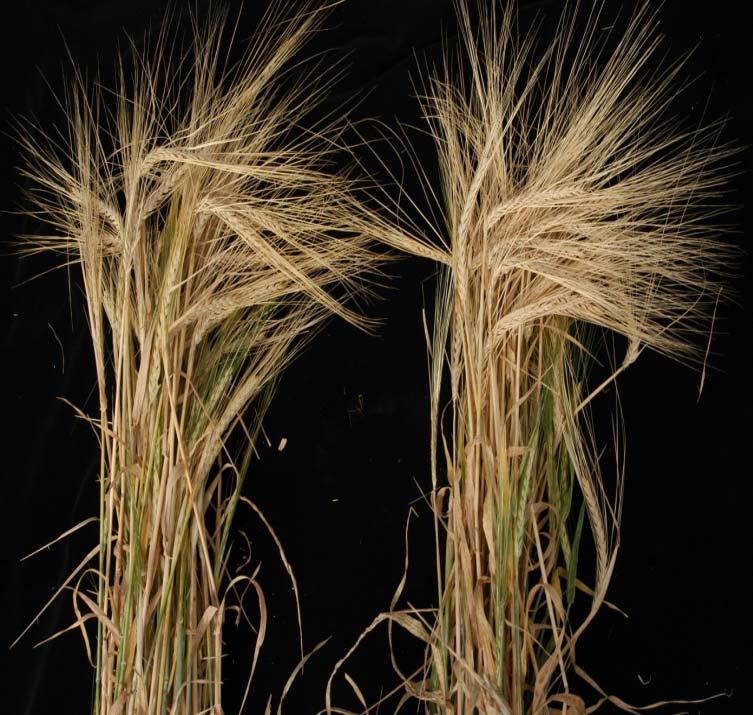 Identification and characterization of Barley Low