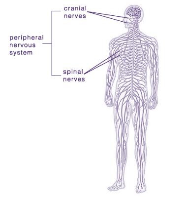 Peripheral Neuropathy Affects peripheral nervous system Results from injury to peripheral