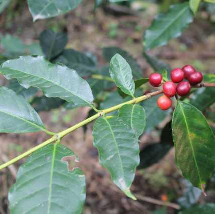 TYPICA High quality in Central America. Very high susceptibility to coffee leaf rust, well-adapted to the coldest conditions.