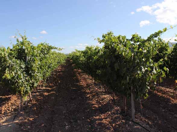 Main vineyars Grape