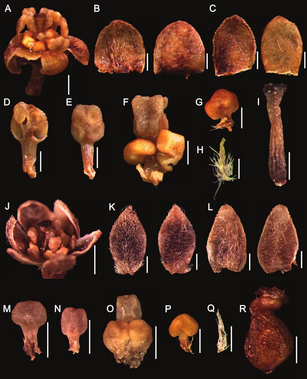 66 Harvard Papers in Botany Vol. 22, No. 1 Figure 4. Ocotea batata P.L.R. Moraes & Vergne. A I. Male flower from Moraes 3528 (HRCB).