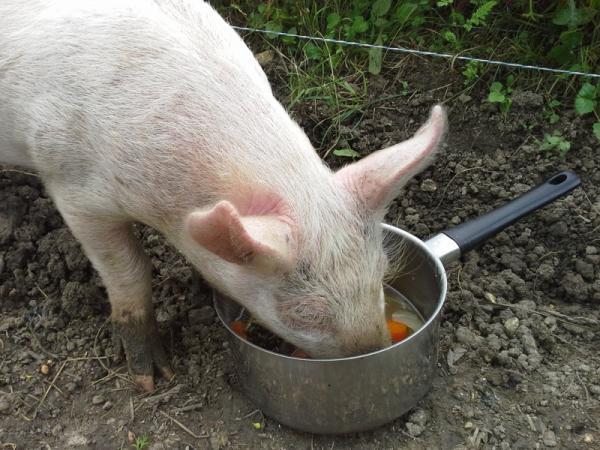 Laurent and Noella's last pig was called Copain (buddy), and this time