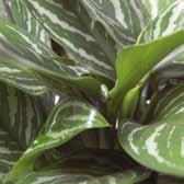 The complete assortment brings more than 60 varieties of Palms in the landscaping sector and more than 100 varieties of tissue culture and cuttings varieties indoor plants.