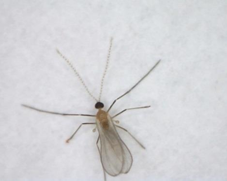 antennae without hairs while males have long hairy