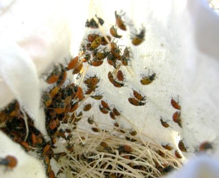 Hippodamia convergens and other ladybeetles Adults in bag or container Carefully take