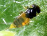 Females have a yellow abdomen with an ovipositor (small stripe over the middle