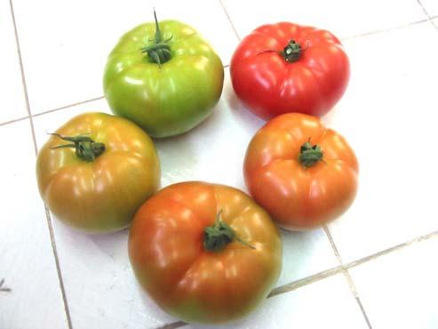tomato plant. Figure 3.