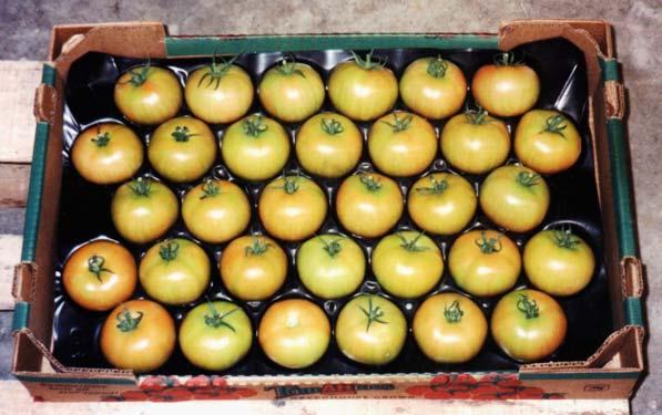 Tomato genetic diversity.