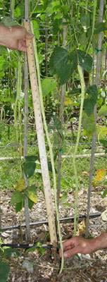 Vegetables for SW Florida Page 10 Yard-long Bean Vigna unguiculata subsp. sesquipedalis, (a.k.a. asparagus bean) produces pods similar to climbing green beans of temperate regions except that they really can be up to a yard long.