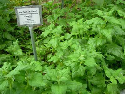 New Zealand spinach, Tetragonia tetragonioides is an annual green that often behaves more like a perennial, partially because the plant continues to grow and produce until the surrounding