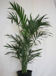 exposure quite well. Clumping Fishtail An attractive clump-forming palm with distinctive fishtail like leaf blades.
