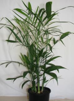Parlour Palm A small single trunk feather palm that is usually multi-planted to give a more bulky appearance.
