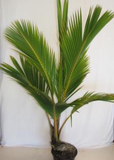 and high to low light levels. It is a clump forming multitrunk palm that generally represents the best value for money palm in business.
