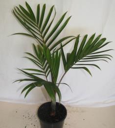 Howea forsteriana Kentia Palm A graceful, feather palm that is a top choice for indoors.