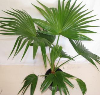 Livistona chinesis Chinese Fan A hardy and cold tolerant fan palm, quite popular in southern areas where it