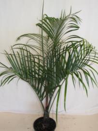 Livistona decipiens 400lt 100lt Neodypsis/Dypsis decaryi Weeping Cabbage Palm A very hardy and attractive