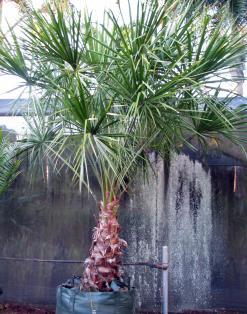 This is a very hardy variety Neodypsis/Dypsis leptocheilos 100lt Redneck Palm A tall solitary feather palm,