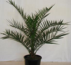 This variety does not tolerate harsh conditions as well as the triangle palm, Normanbya normanbyi Black Palm A