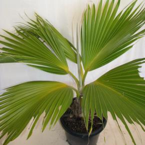 It grows quite well in cooler climates and makes an excellent tub specimen due to its fern like appearance.