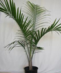 Ideal palm for screening or bulk filling purposes where there is not enough room for example a golden cane palm.