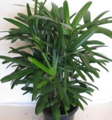Rhaphis excelsa Roystonea regia 25lt Lady Palm One of only a handful of palms that thrive indoors and yet make