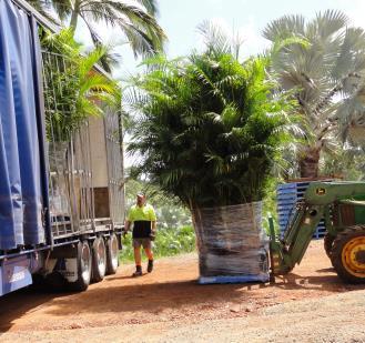 The nursery specializes in palms and cycads from to