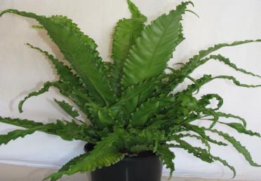 the leaves. Grows quite okay indoors in a well lit position or in a shady well drained garden.