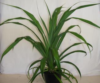 A very attractive specimen plant with bluish-green strap like leaf.