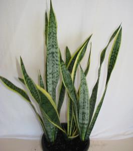Sanseveria trifasciata laurentii Foliage Plants A green and gold variegated form that clumps from short