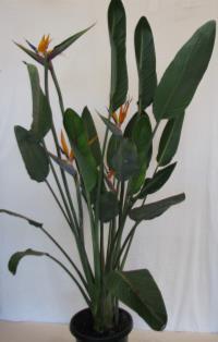 Peace Lily These shade-loving plants form clumps of glossy, dark green leaves, with white cobra shaped