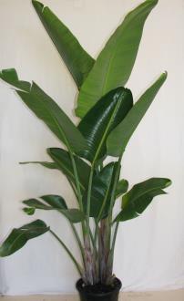 Strelitzia nicholi Large Bird of Paradise A tall clump forming variety producing long broad entire leaves on