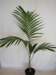 Arcontophoenix cunninghamania 25lt Areca triandra Bangalow A tall slender, single trunk palm very similar in appearance to the