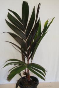 This palm characteristically has glossy, green leaf blades, and is best suited to understory conditions Areca vestiara Bismarkia