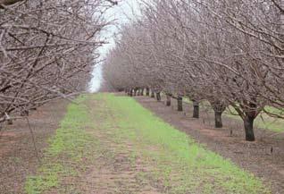 Almond Lifecycle Dormancy Almond trees are dormant over the colder winter period, around May to July in Australia.