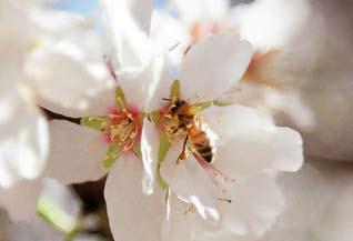 At the start of blossom in almond orchards, you will often see alternate rows in bloom.