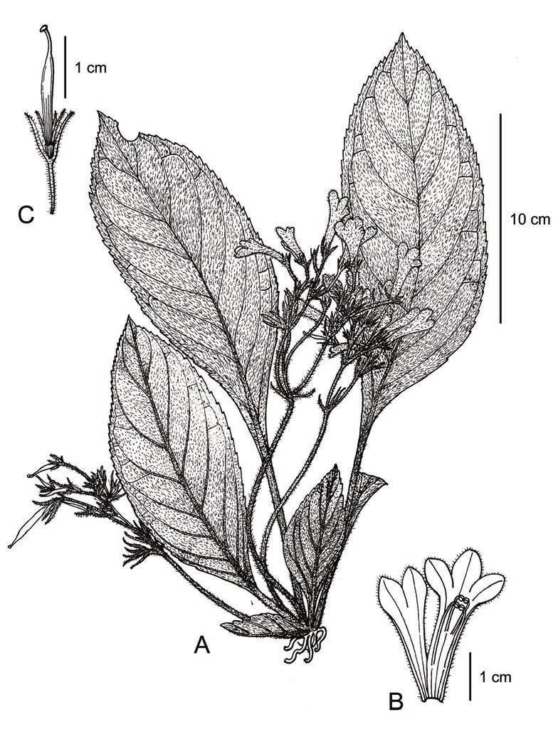298 Gard. Bull. Singapore 69(2) 2017 Fig. 2. Oreocharis argyrophylla W.H.Chen, H.Q.Nguyen & Y.M.Shui. A. Flowering plant. B. Dissected corolla showing two pairs of stamens cohering at the anther tips.