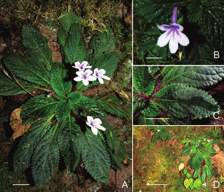 Two new species of Oreocharis in Vietnam 301 Fig. 3. Oreocharis blepharophylla W.H.Chen, H.Q.Nguyen & Y.M.Shui A. Habit (scale bar 1 cm). B. Flower (scale bar 6 mm). C.