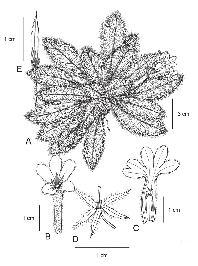 302 Gard. Bull. Singapore 69(2) 2017 Fig. 4. Oreocharis blepharophylla W.H.Chen, H.Q.Nguyen & Y.M.Shui A. Flowering plant. B. Co