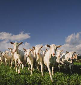 France aiming to raise awareness of the origins, tastes, shapes and uses of French goat