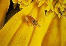 the sunflower meat Gray Seed Weevil Red Seed Weevil
