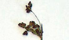 leaf tip. Leaves are small and more numerous near the tip.